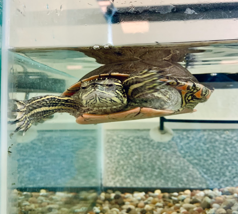 Waiting patiently to be fed is Minion, the turtle in Sharon Boardmans tank that is located in the back of her classroom as the class pet, on May 25, 2023. (Photo/Rachel Fernandez) 