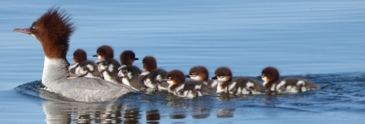 Photo from sitkanature.org